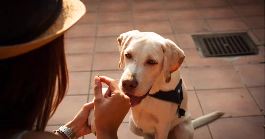 การให้รางวัลกับสัตว์เลี้ยง