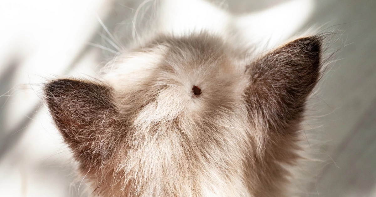 โรคเห็บในแมว