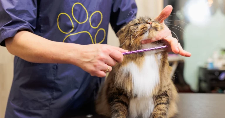 กรูมมิ่งแมว