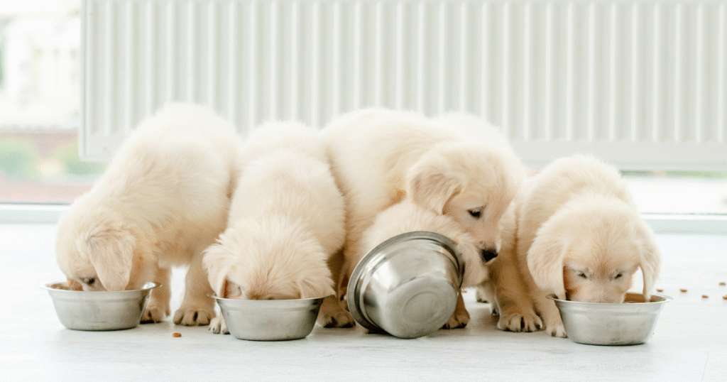 อาหารสำหรับสุนัข : พื้นฐานที่เจ้าของสุนัขควรรู้